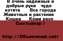 В очень надежные и добрые руки - чудо - котята!!! - Все города Животные и растения » Кошки   . Коми респ.,Сыктывкар г.
